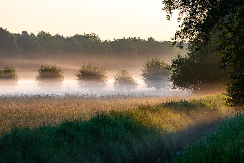 Mystische Nebelschwaden im Sythener Brook
