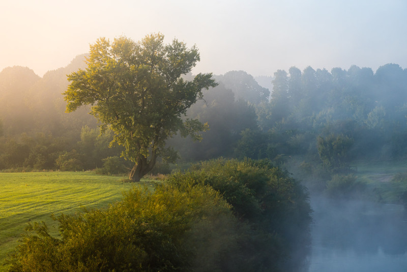 Alte Eiche an der Lippe