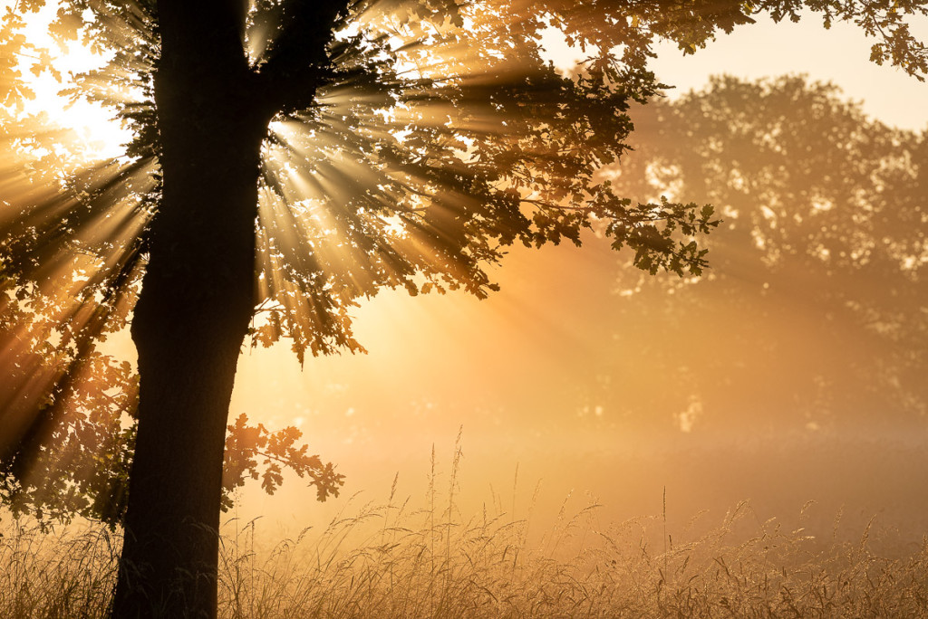 Sonnenstrahlender Baum