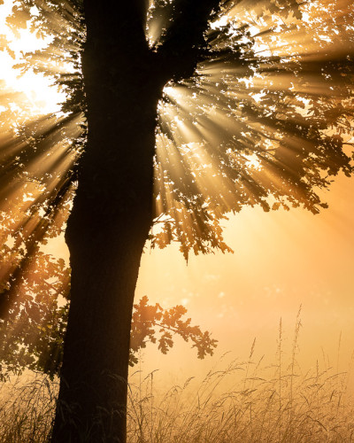 Sonnenstrahlender Baum