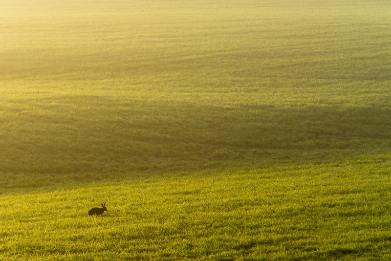 Einsamer Hase auf grüner Wiese in Flaesheim