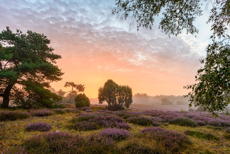 Westruper Heide in voller Blüte im August